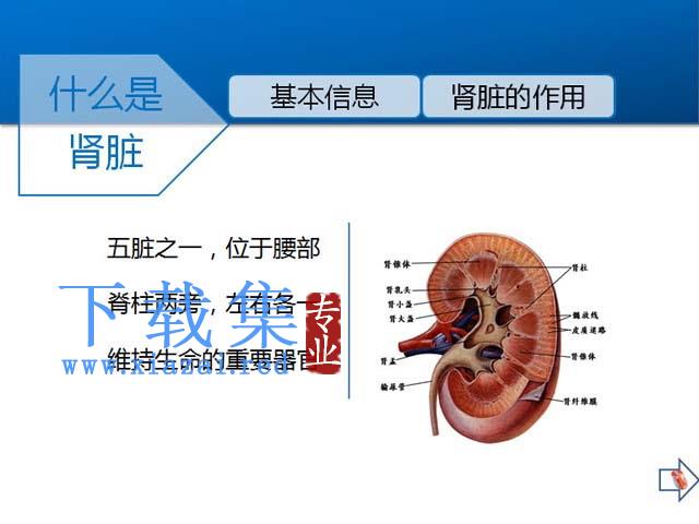 什么是肾，如何保护肾脏PPT课件下载